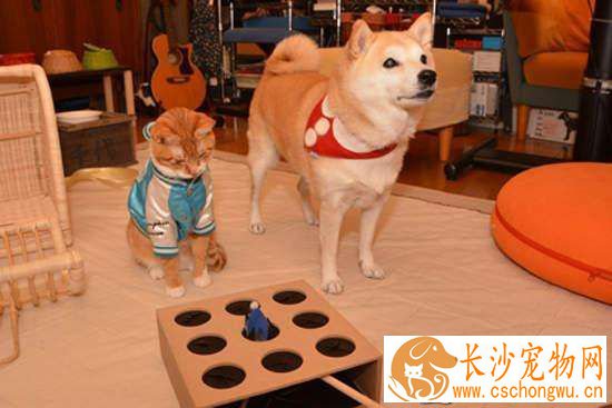 柴犬幼犬晚上叫 如何改善柴犬幼犬晚上叫的行为