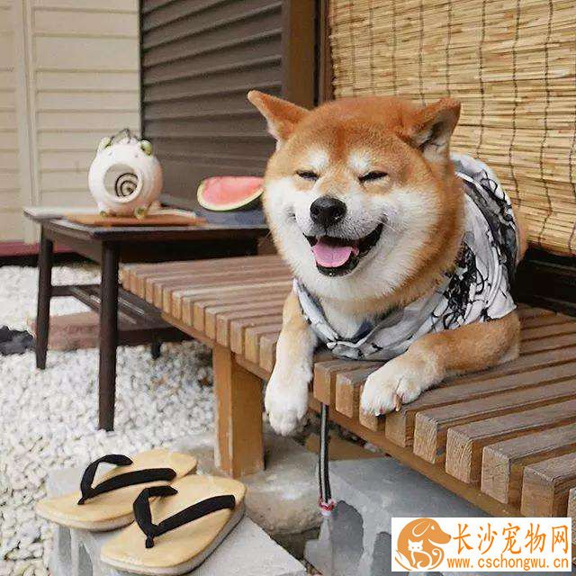 柴犬的饲养方法 饲养柴犬有哪些需要注意的