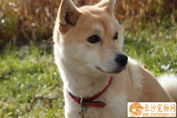 柴犬白天睡觉晚上不睡 柴犬晚上不睡觉的原因
