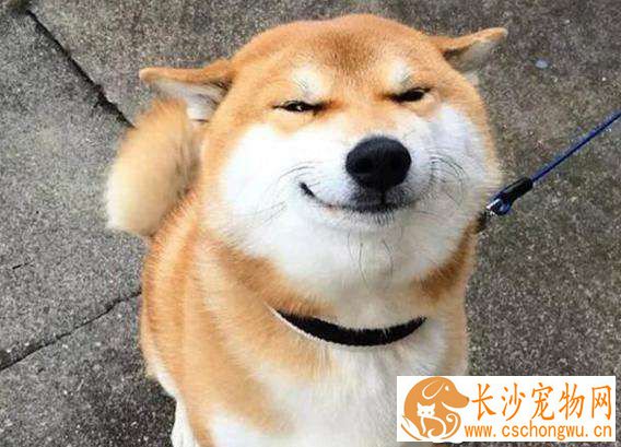 柴犬幼犬冬天怕冷吗 柴犬幼犬怕冷的表现