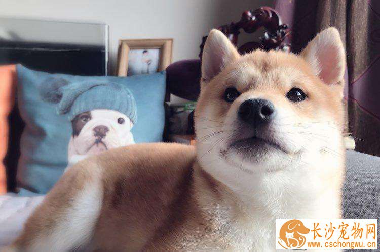柴犬能不能吃羊肉 柴犬吃羊肉的好处有哪些