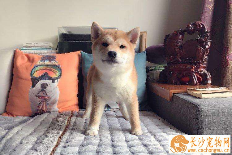 柴犬能不能吃香蕉 柴犬吃香蕉要注意这个事项