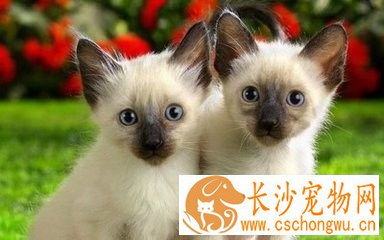 暹罗猫几个月定型 暹罗猫定型的标准