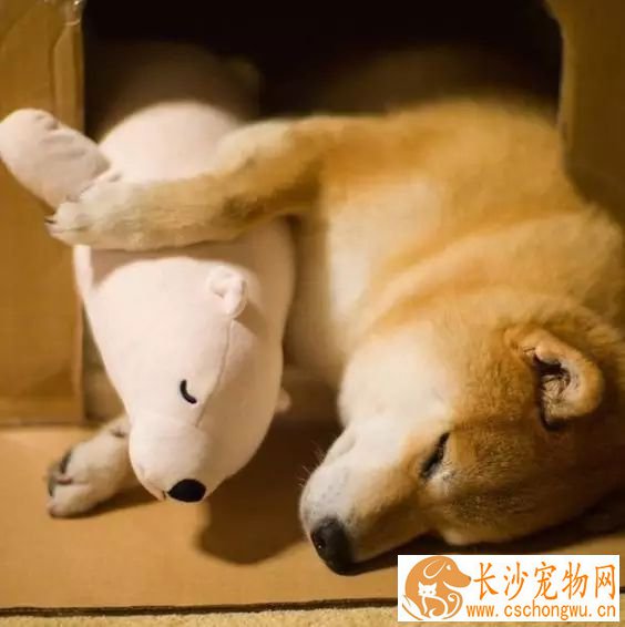 柴犬笑是开心吗 柴犬的笑声是什么样的