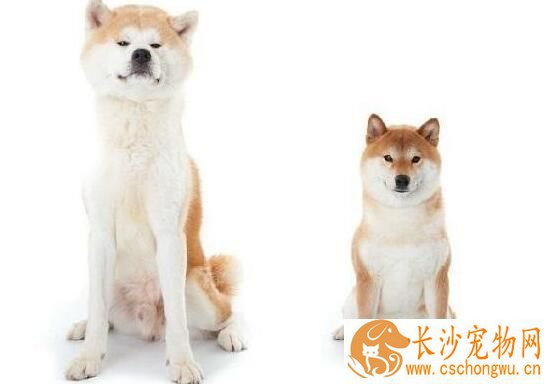柴犬和秋田犬的区别 区分秋田犬和柴犬注意看以下四点
