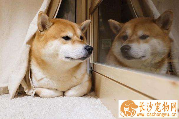 柴犬不能养的理由 柴犬的缺点有哪些