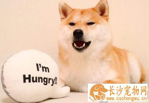 柴犬幼犬乱咬东西 柴犬幼犬乱咬东西由什么引起的