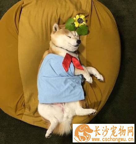 柴犬一天吃多少 一般来说柴犬每天只要吃七分饱