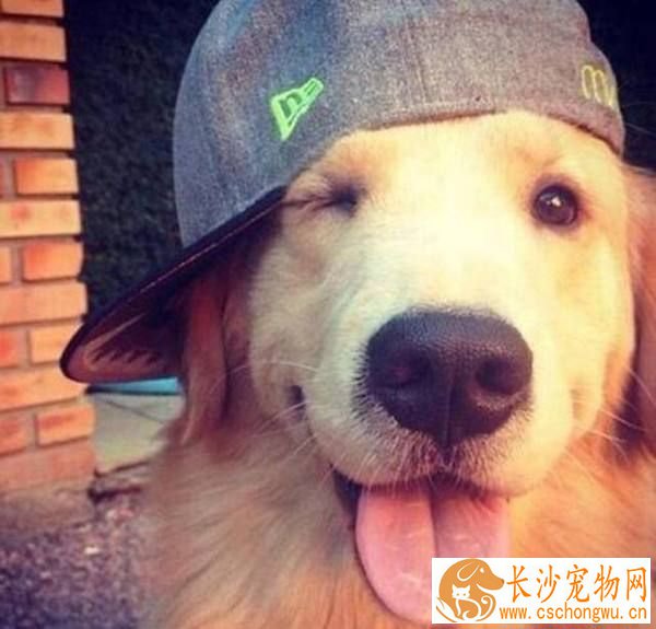 金毛不会接东西 如何训练金毛接东西