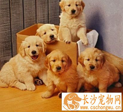 金毛肾衰竭能活多久 金毛肾衰竭的原因