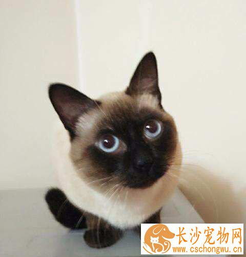 暹罗猫有几种品种 暹罗猫的品种分类