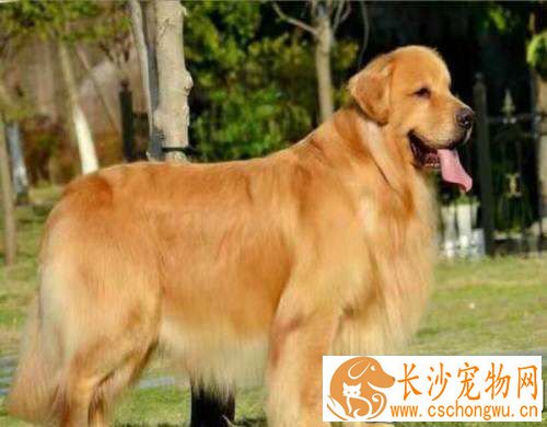 金毛狗粮怎么喂 金毛吃狗粮的注意事项