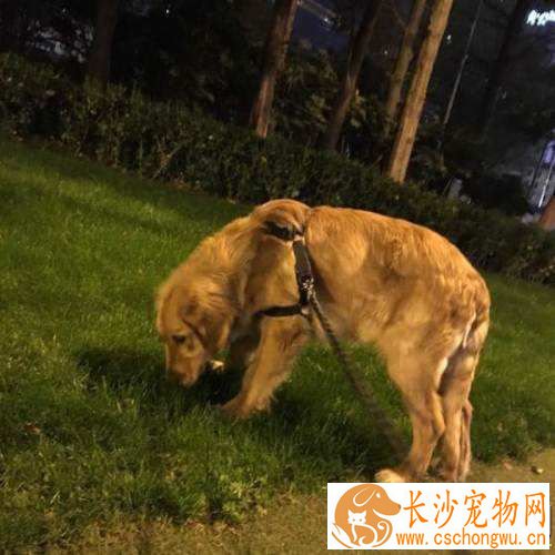 金毛眼眶发红怎么回事 金毛眼眶发红原来是这么回事