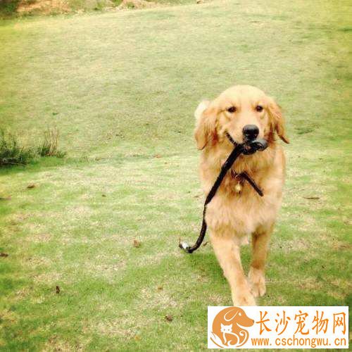 金毛白天总是睡觉 金毛总是白天睡觉有危害吗
