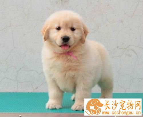 金毛眼睛红是怎么回事 如何护理金毛的眼睛
