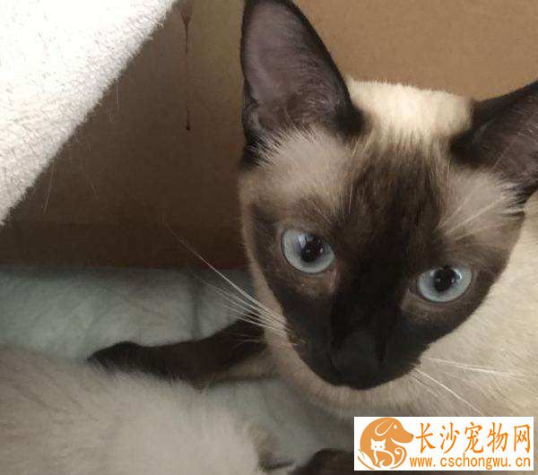 暹罗猫耳朵上小疙瘩 暹罗猫耳朵上有疙瘩怎么办