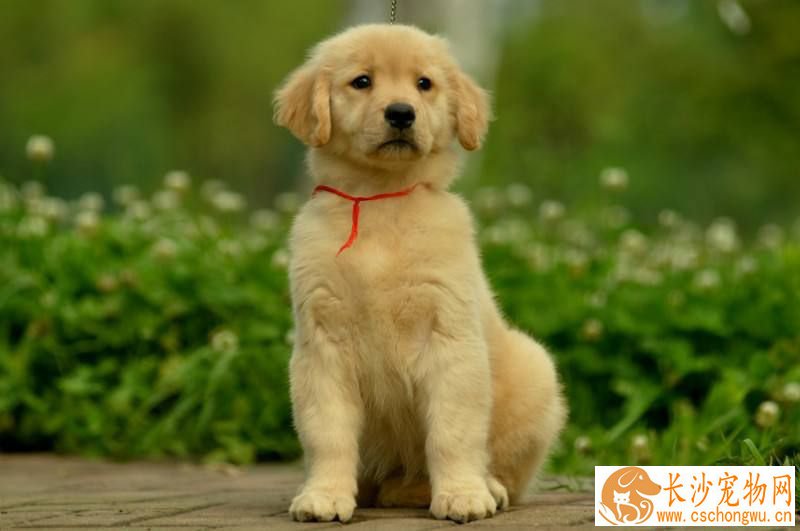 金毛幼犬吃什么 金毛幼犬如何喂养