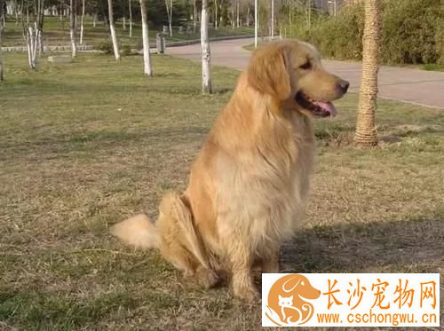 金毛脸肿了是怎么了  金毛脸肿了怎么办