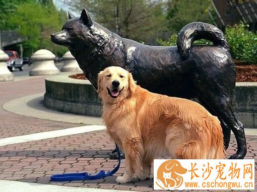 金毛几岁算老年 如何延长金毛寿命