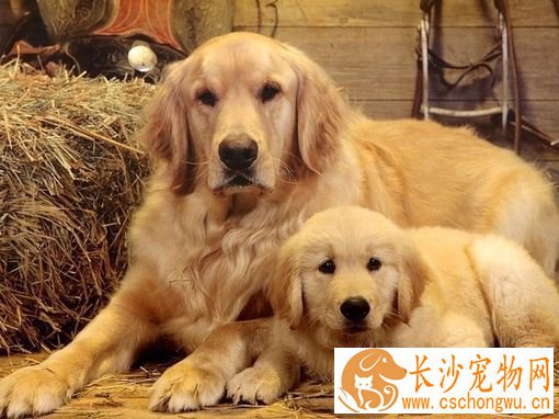 金毛多大可以吃肉 金毛吃肉的好处
