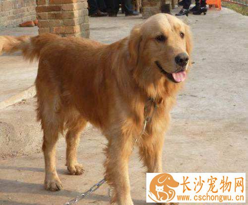 金毛会拆家吗 金毛拆家怎么办