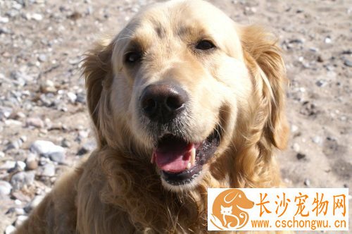 金毛耳朵流脓怎么办 金毛耳朵流脓的治疗方法