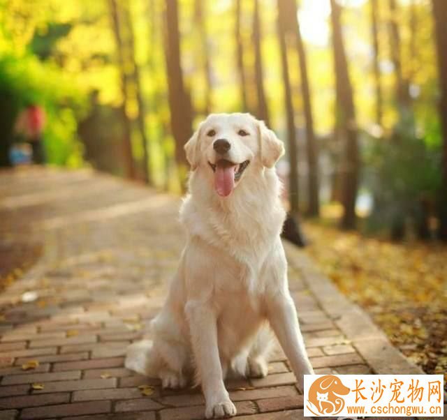 能不能给金毛啃骨头 金毛啃骨头的害处