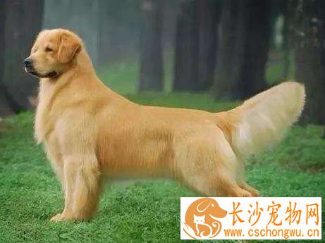 金毛翘屁股是怎么回事 金毛发情的症状