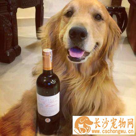 金毛幼犬拆家怎么办 如何有效防止金毛拆家