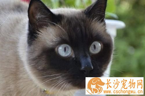 暹罗猫会捉老鼠吗 抓老鼠是猫的本性