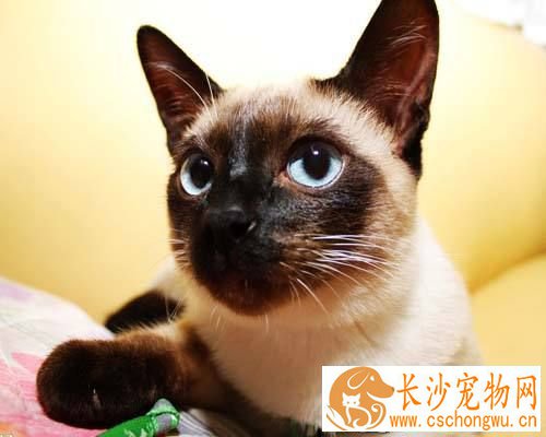 怎么训练暹罗猫叼东西 训练暹罗猫叼东西的方法