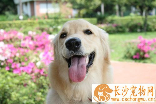 金毛幼犬吃什么有营养 哪些食物是金毛幼犬不能吃的