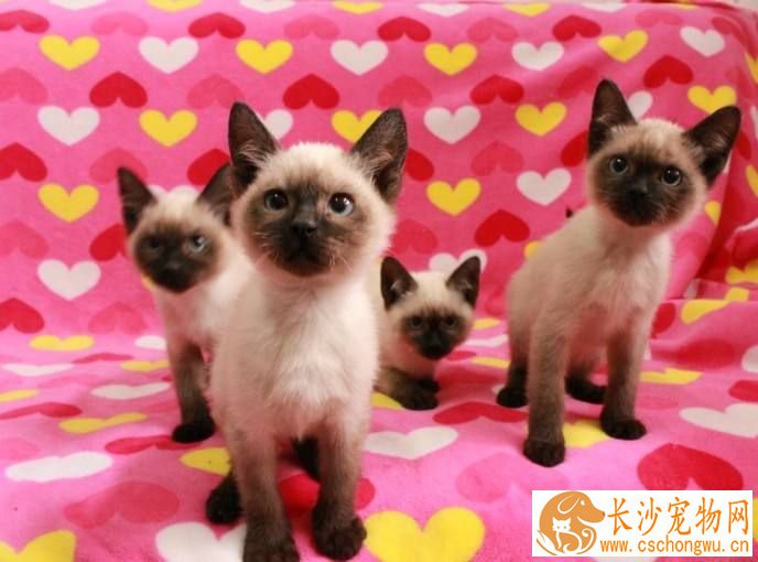 暹罗猫能长多少斤 如何让暹罗猫有合理的体重