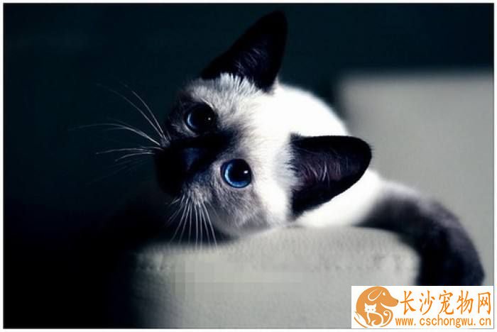 养暹罗猫要注意什么 暹罗猫接种疫苗的重要性