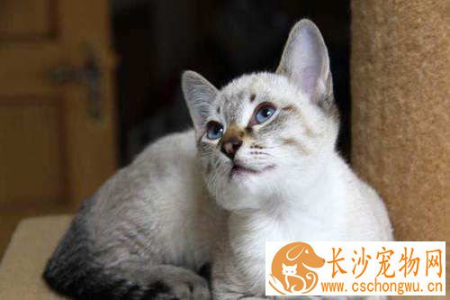 虎斑暹罗猫性格 暹罗猫性格的详细分析