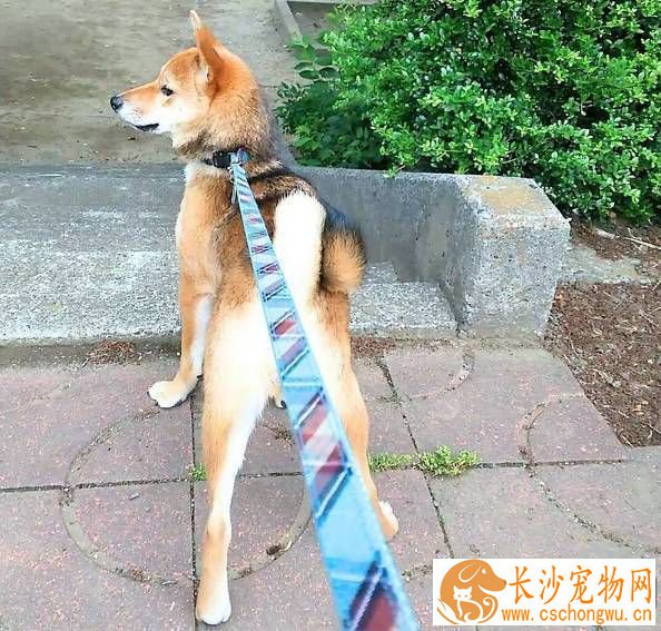 柴犬耳朵大小标准 柴犬的耳朵有哪些特点