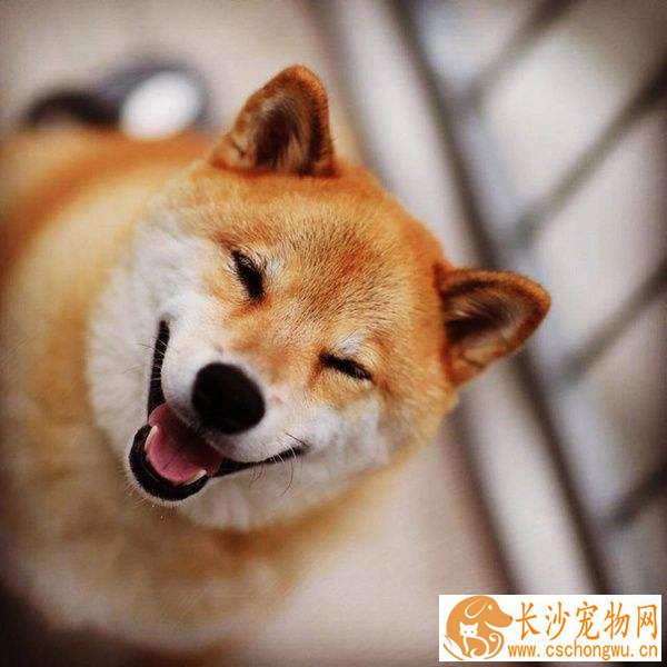 成都可以养柴犬吗 原来禁养的不是柴犬是这个