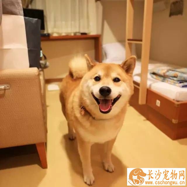 黄柴犬多少钱一只 如何饲养刚买的幼柴