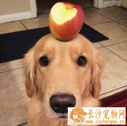 金毛毛短怎么回事 金毛毛短的几个原因