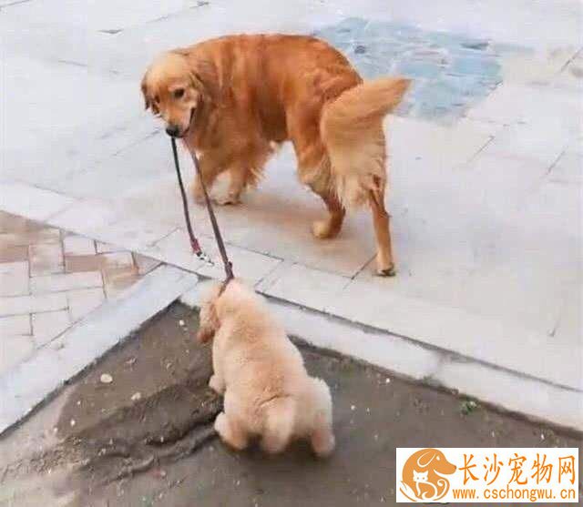 金毛会游泳吗 金毛怎么学游泳