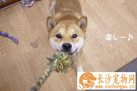柴犬小时候毛色 柴犬原来有这么多颜色