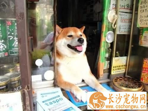 柴犬幼犬怎么辨别真假 辨别真假柴犬看以下几个地方