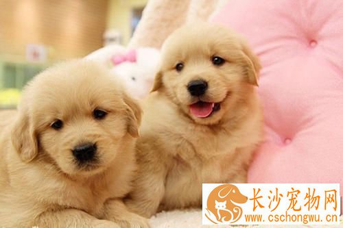 金毛幼犬能吃米饭吗 金毛幼犬吃什么好