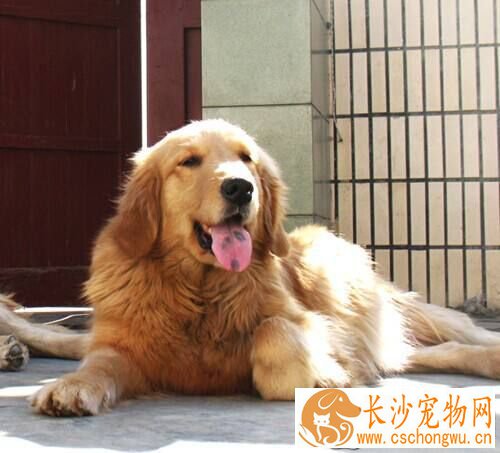 小金毛什么时候剪毛 剪毛的时候需要注意哪些