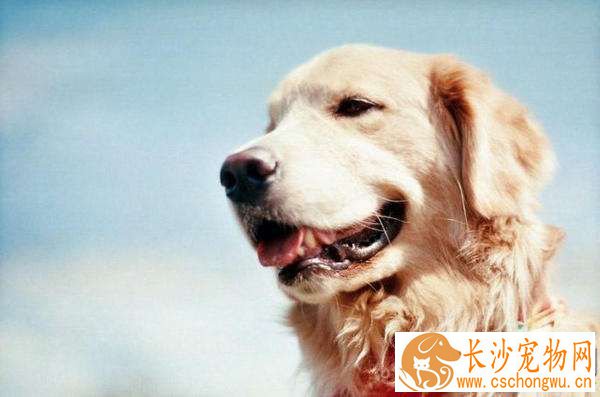 金毛上吐下泻怎么回事 可能是由于自身原因而导致