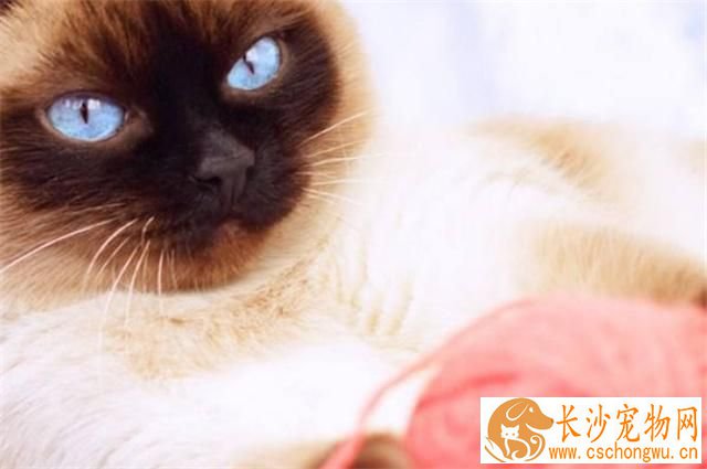 暹罗猫可以跟其他猫养吗 暹罗猫可以和其他猫一起养的理由