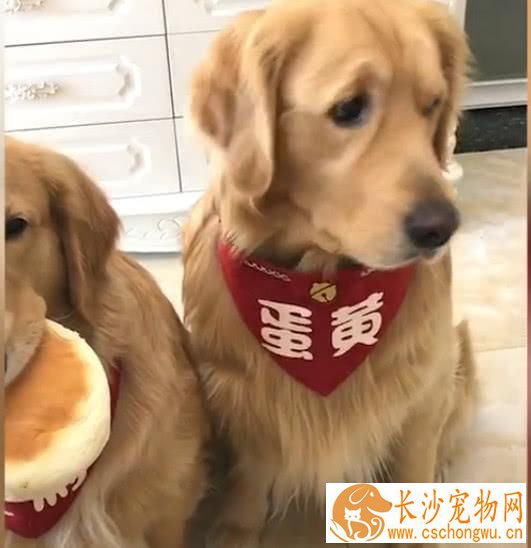 哺乳期金毛吃什么好 哺乳期金毛如何喂养