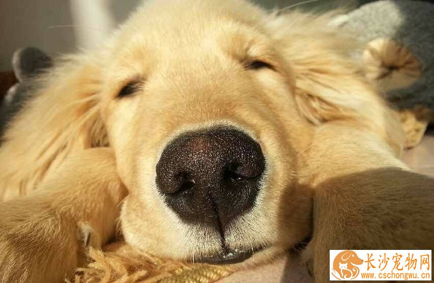 金毛犬好养吗 如何饲养金毛犬