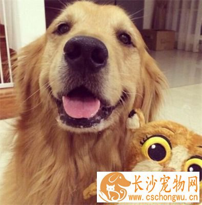 金毛不吃东西还吐 金毛呕吐怎么办