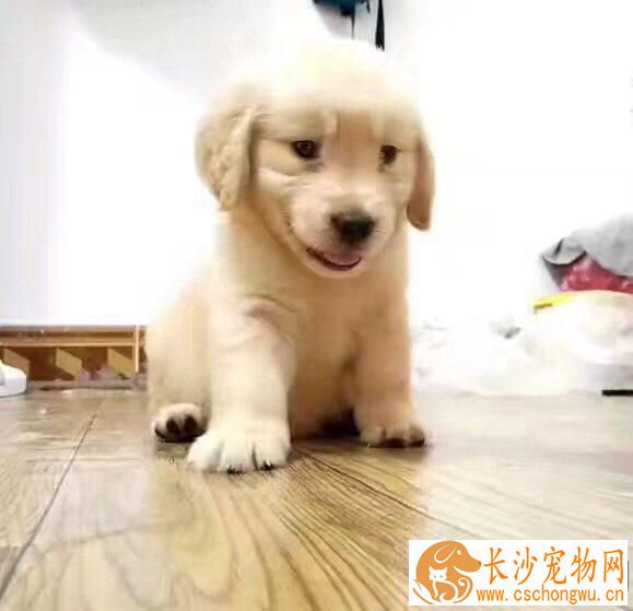 金毛肚子一直叫怎么办 金毛肚子一直叫怎么回事